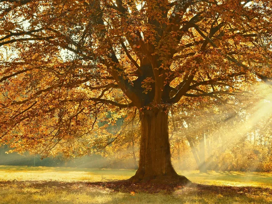 What Is Your Favorite Season?