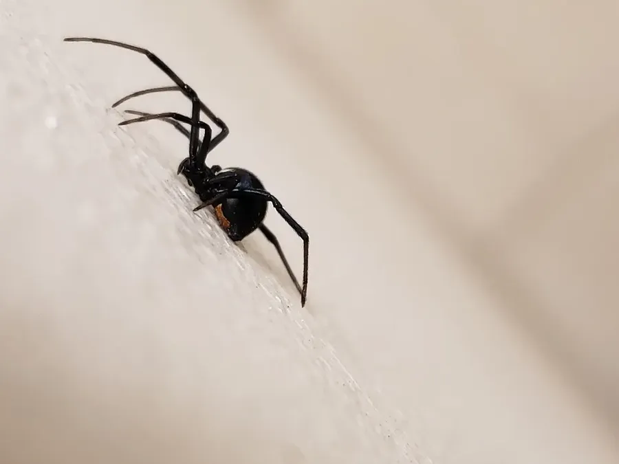 The Best Avenger: Black Widow
