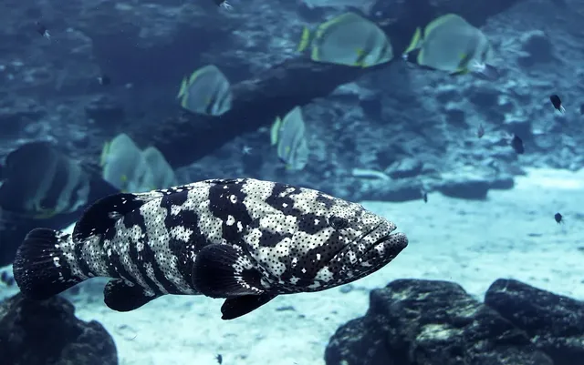 Death of the Great Barrier Reef?