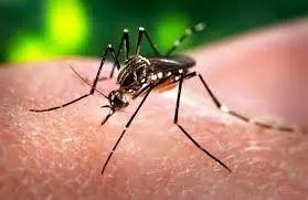 The Zika Virus